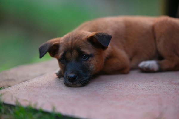 Utilizzare l"agricoltura conservativa per salvaguardare il suolo nelle zone agricole in pendenza