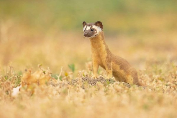 Come si può configurare un sistema di assistenza alla frenata per ridurre i tempi di risposta in condizioni di emergenza?